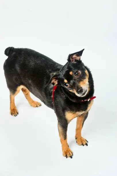  chihuahua and black lab mix Meeting the Exercise and Socialization Needs of Chilabradors