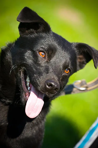  chihuahua and black lab mix Adoption and Purchasing Tips