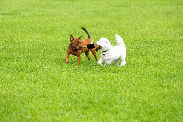  chihuahua and boxer mix puppies Stories from Owners