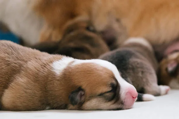  chihuahua and boxer mix puppies Health Considerations in Boxer-Chihuahua Mixes