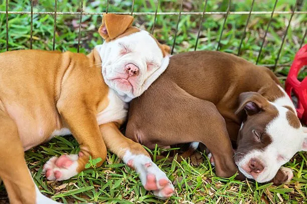  chihuahua and boxer mix puppies Exercise and Activity Needs