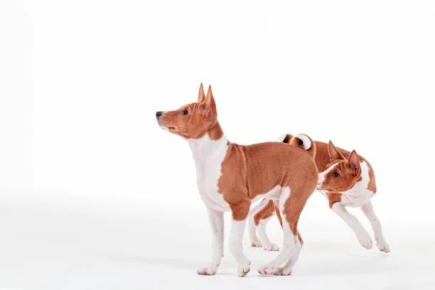  chihuahua and boxer mix puppies Training and Socialization