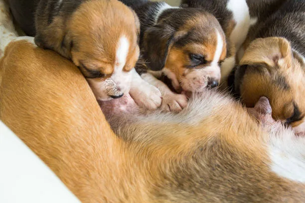  chihuahua and boxer mix puppies Grooming and Physical Maintenance of a Boxer Mixed with Chihuahua