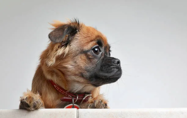  chihuahua and boxer mix Responsible Breeding and Ownership