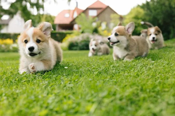 chihuahua and corgi mix puppies Sample Balancing