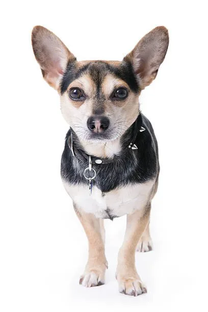  chihuahua and german shepherd mix Breed-Specific Health Concerns