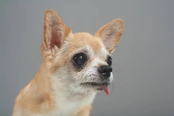  chihuahua and german shepherd mix Conclusion: Is This Mix Right for You?