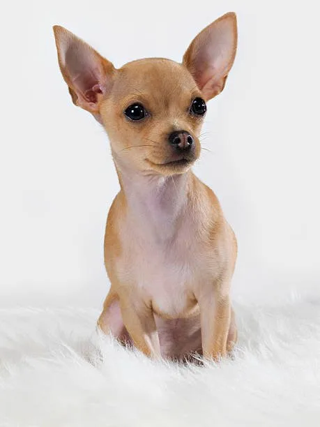  chihuahua and german shepherd mix Behavioral Traits and Temperament