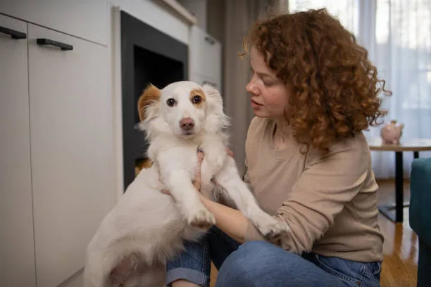 chihuahua and golden retriever mix Suitability as a Family Pet