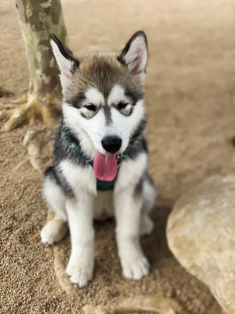  chihuahua and husky mix Temperament and Personality Traits