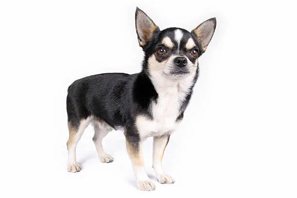  chihuahua and husky mix Exercise and Activity Level