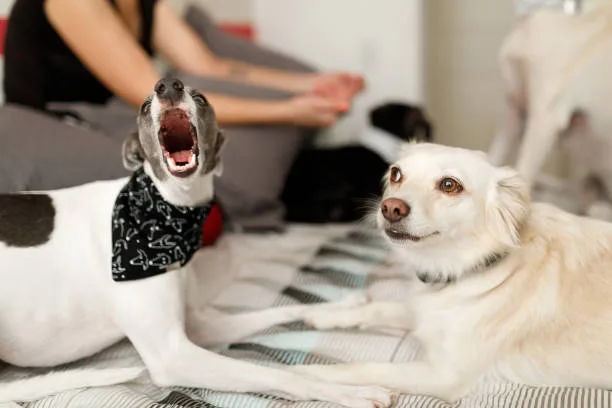  chihuahua and italian greyhound mix Compatibility with Children and Other Pets