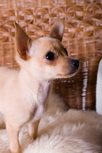 chihuahua and italian greyhound mix Temperament and Personality
