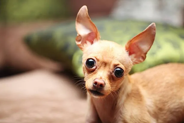  chihuahua and italian greyhound mix Diet and Nutrition