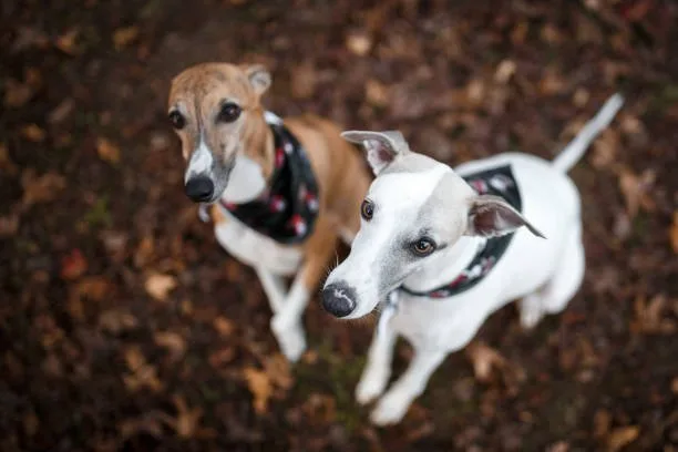  chihuahua and italian greyhound mix Understanding Designer Dogs: A Closer Look at the Chihuahua Italian Greyhound Mix