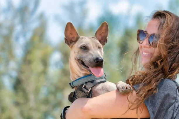  chihuahua and italian greyhound mix Training and Socialization