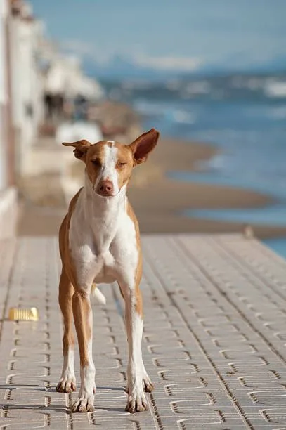  chihuahua and italian greyhound mix The Joy and Challenges of Living with a Chihuahua Italian Greyhound Mix