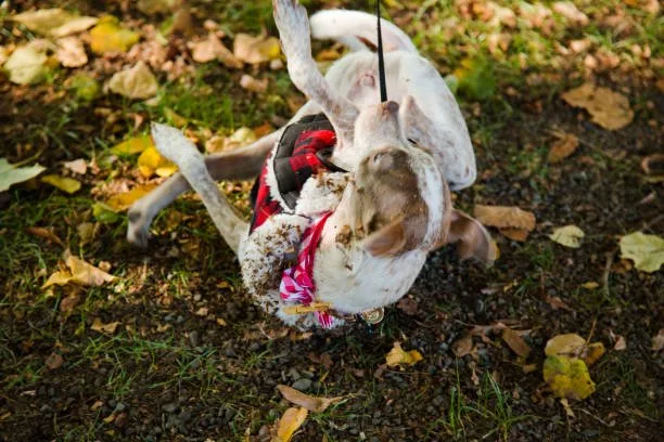 chihuahua and jack russell mix Order Flavorful