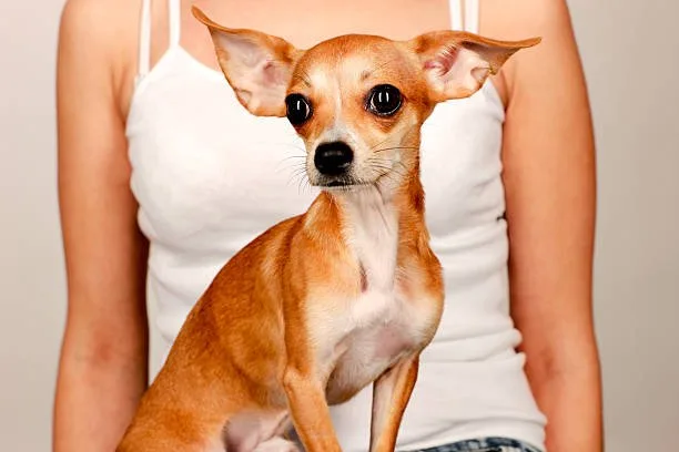 chihuahua and min pin mix Exercise and Activity Needs