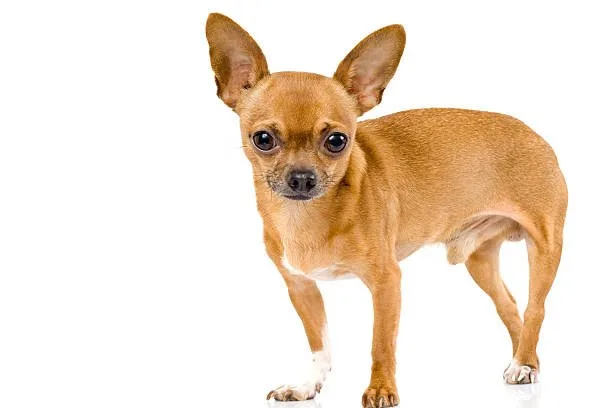 chihuahua and min pin mix Chi-Pin Health and Wellness: Vital Care Strategies