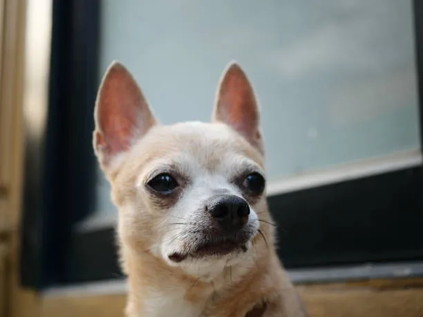 chihuahua and min pin mix Health Considerations
