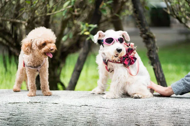  chihuahua and mini poodle mix Creating a Harmonious Living Environment for Toy Breed Mixes
