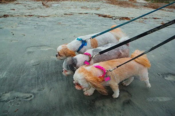  chihuahua and mini poodle mix Satisfy Refreshing