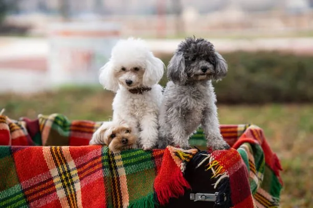  chihuahua and mini poodle mix Exercise and Activity Needs