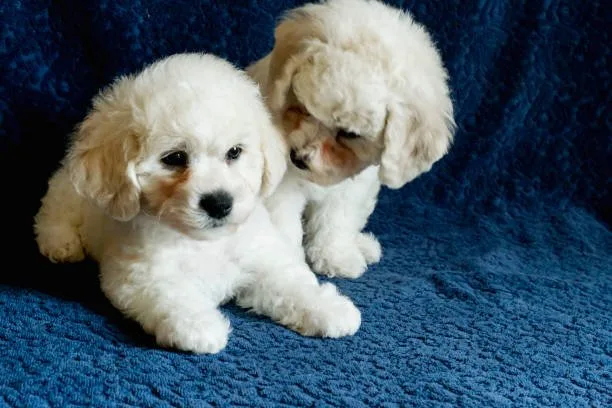  chihuahua and mini poodle mix Imbibe Refreshing