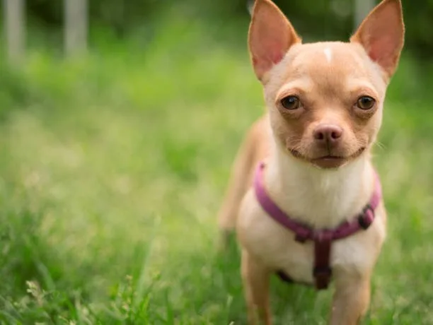 chihuahua and papillon mix Compatibility with Families