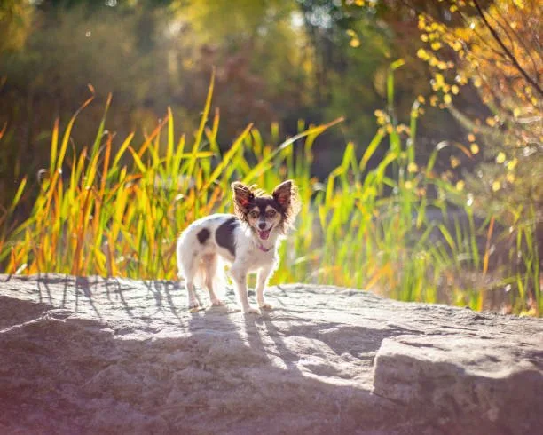 chihuahua and papillon mix Maintaining the Petite Elegance: Grooming and Care for PapChis