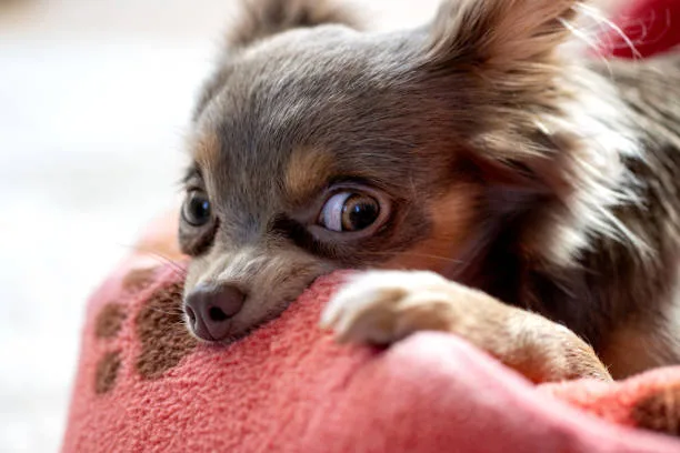 chihuahua and papillon mix Exercise Needs