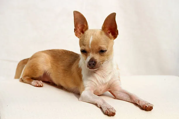 chihuahua and papillon mix Summary: Is the Chihuahua and Papillon Mix Right for You?
