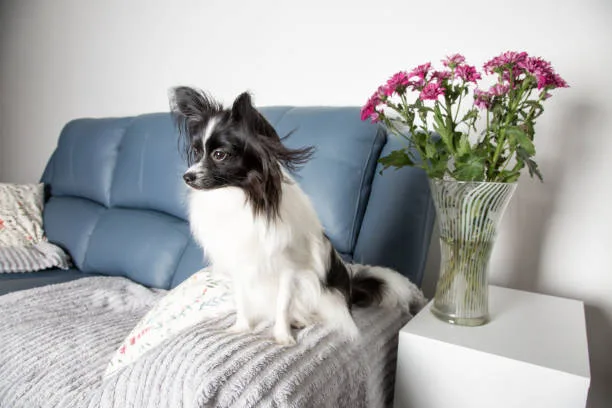 chihuahua and papillon mix PapChi: A Trend Among Designer Dog Breeds