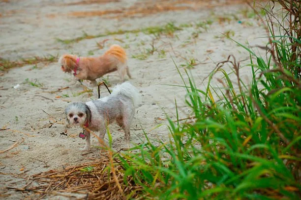 chihuahua and papillon mix Temperament and Personality