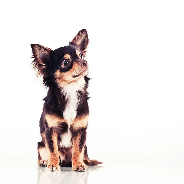 chihuahua and papillon mix Health Considerations