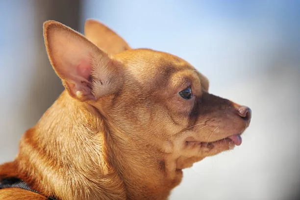 chihuahua and pit mix Chihuahua-Pitbull Mix: A Symphony of Traits