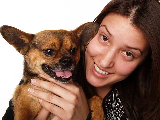 chihuahua and pit mix Conclusion: Is the Chihuahua and Pit Mix Right for You?