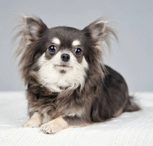 chihuahua and pit mix Adopting a Chihuahua-Pitbull Mix: Insights and Considerations