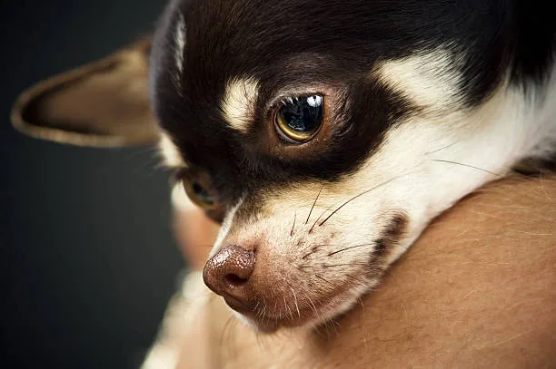 chihuahua and pit mix Suitability as a Family Pet