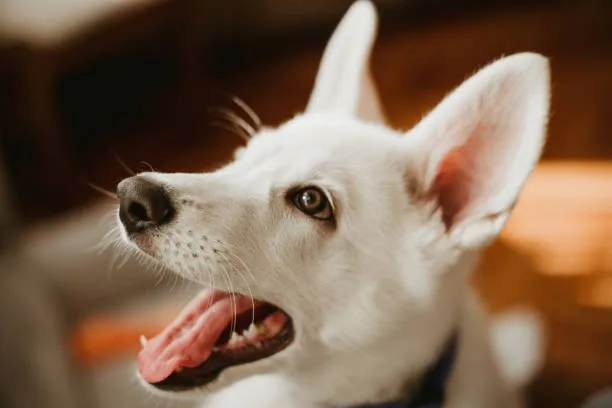 chihuahua and pit mix Exercise and Activity Needs