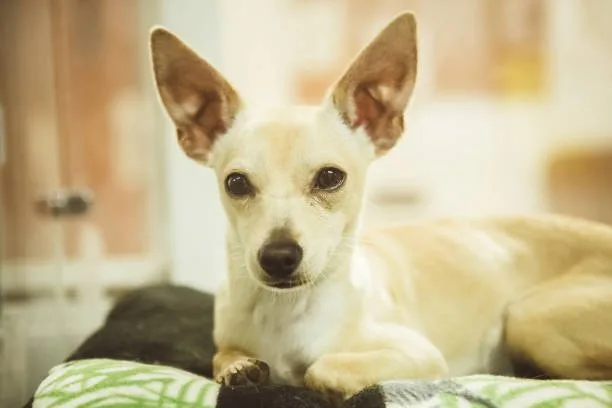 chihuahua and pit mix Nutrition and Health Care for Your Mixed Breed Companion