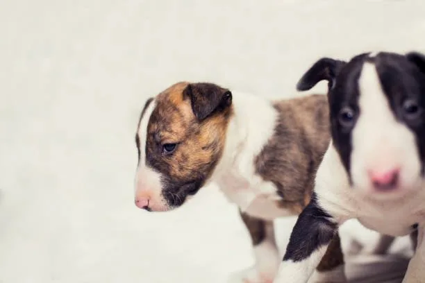  chihuahua and pitbull mix puppies Explore Invigorating