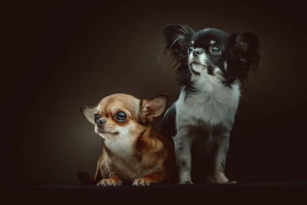 chihuahua and poodle mix puppies Delight Sumptuous