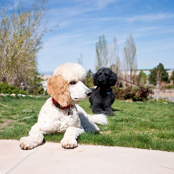  chihuahua and poodle mix puppies Training and Exercise Requirements