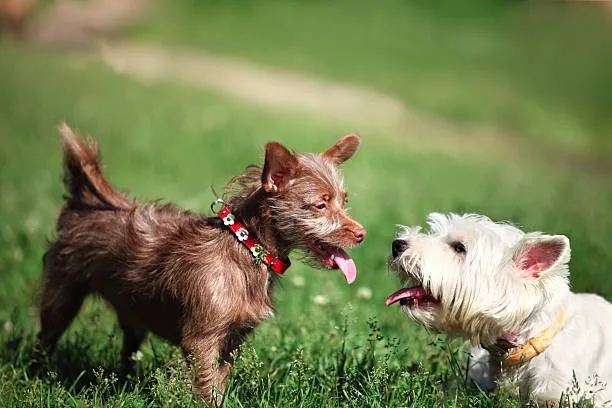  chihuahua and poodle mix puppies Size Expectations