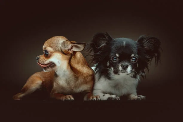  chihuahua and poodle mix puppies Compatibility with Families and Other Pets