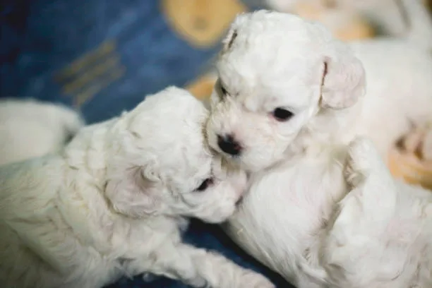  chihuahua and poodle mix puppies Quench Sumptuous