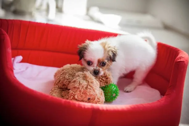  chihuahua and poodle mix puppies Health Considerations and Lifespan