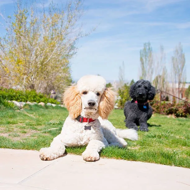  chihuahua and poodle mix Understanding Designer Dogs: The Rise of the Chi-Poo
